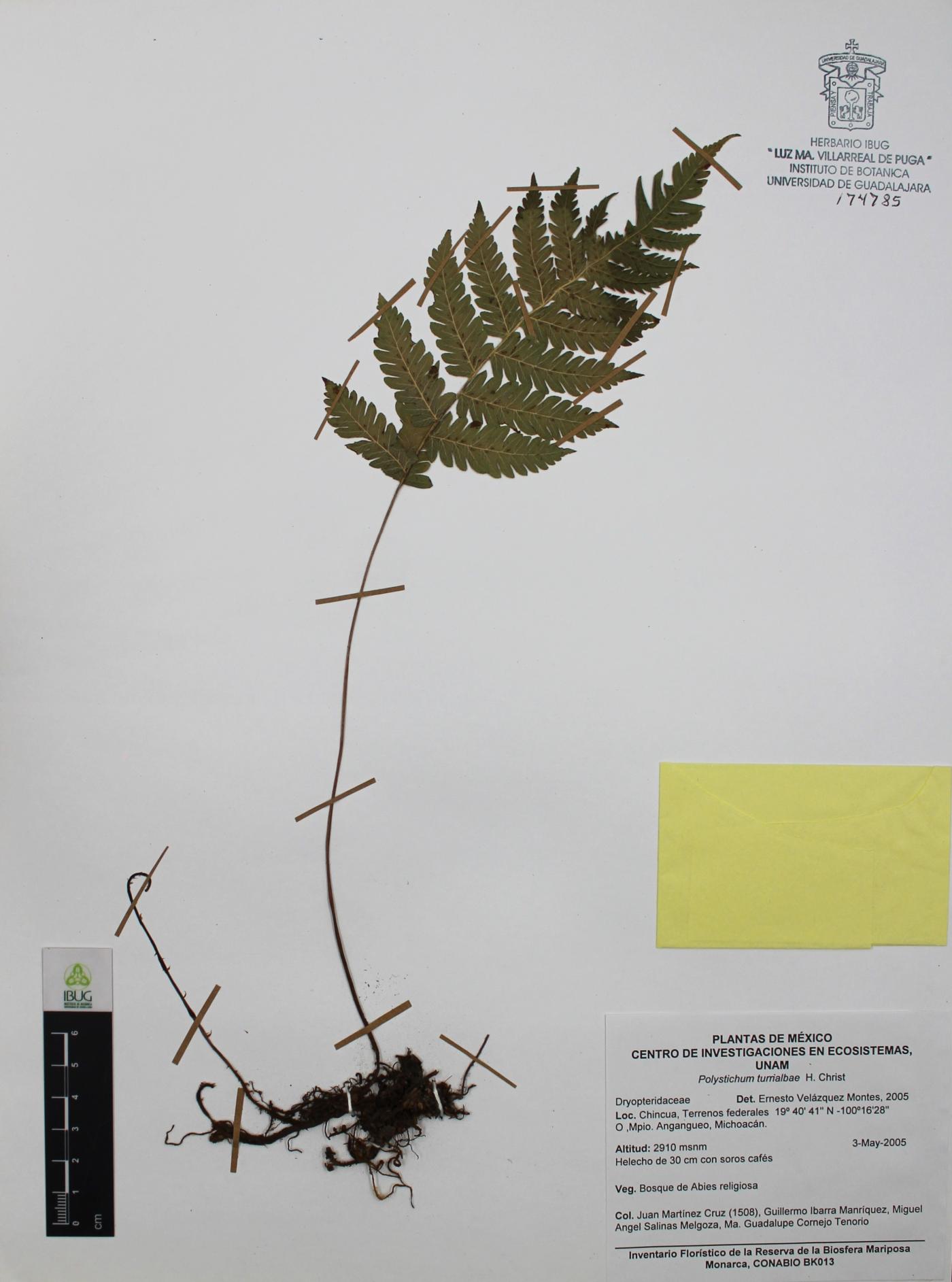 Polystichum turrialbae image