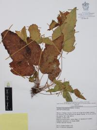 Tectaria heracleifolia image
