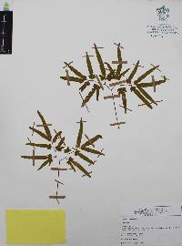 Lygodium venustum image