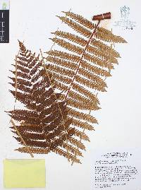 Alsophila firma image