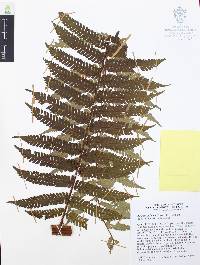 Alsophila firma image