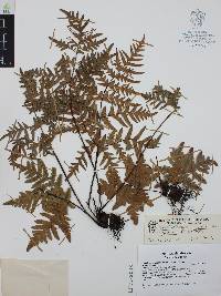 Cheiloplecton rigidum image