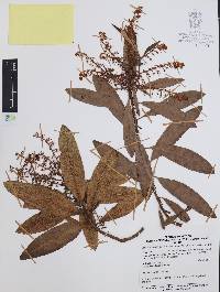 Comarostaphylis discolor image