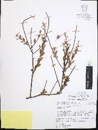 Krameria cuspidata image