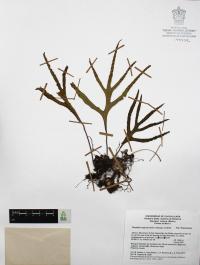 Pleopeltis angusta image