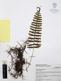 Polypodium guttatum image