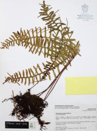 Polypodium guttatum image