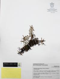 Pleopeltis thyssanolepis image