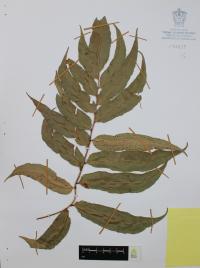 Phanerophlebia nobilis image