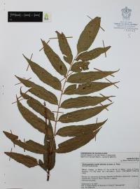 Phanerophlebia nobilis image