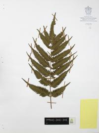 Pteris altissima image