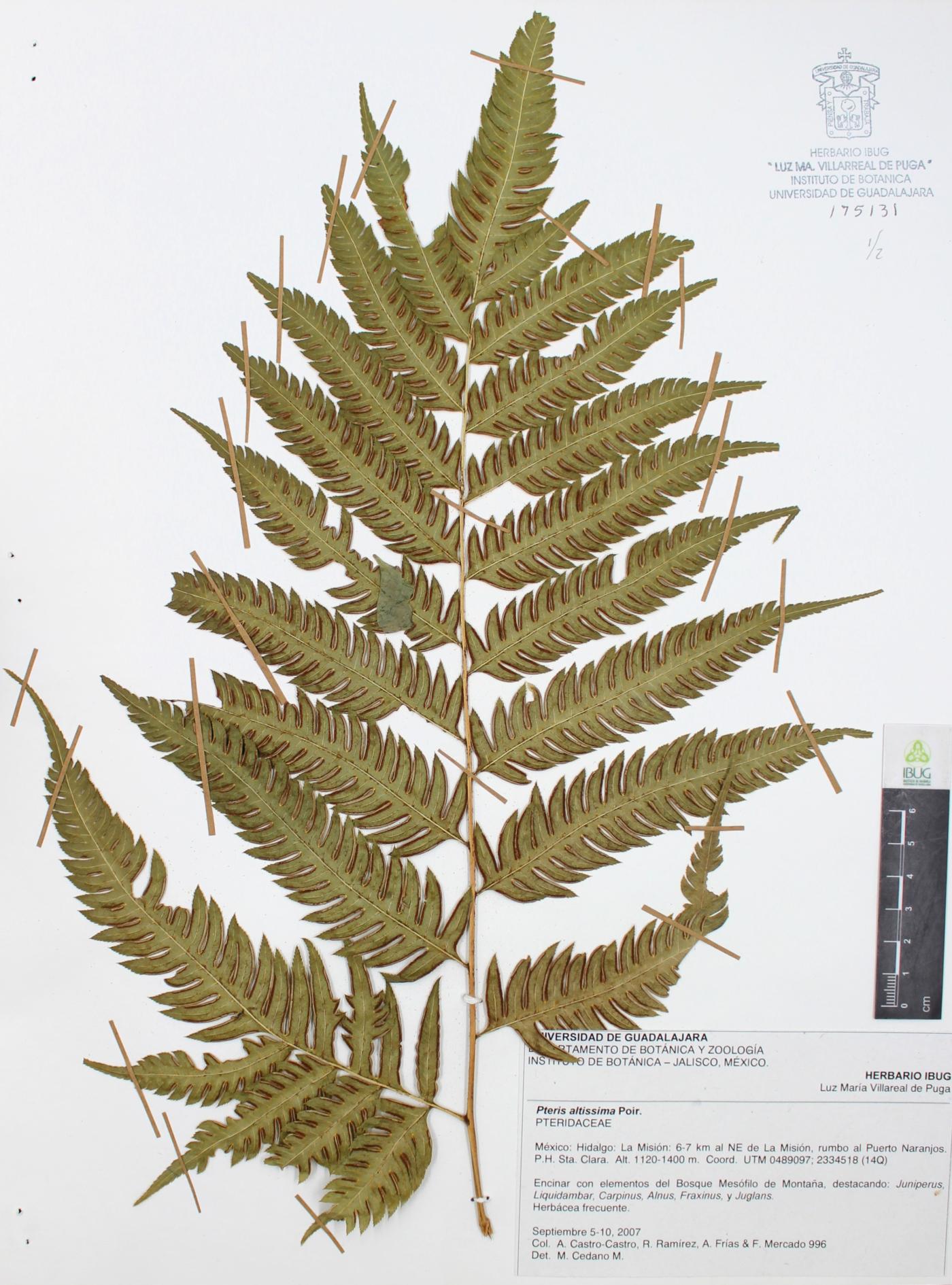 Pteris altissima image