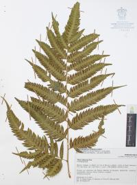 Pteris altissima image