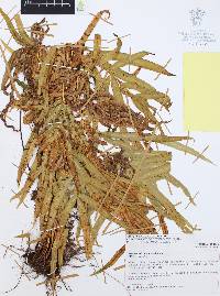 Danaea cuspidata image