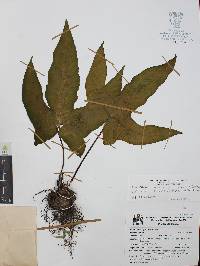 Bommeria elegans image