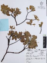 Arctostaphylos pungens image