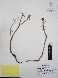 Sedum griseum image