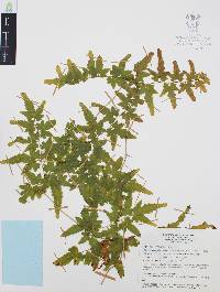 Lygodium venustum image