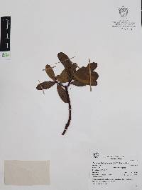 Comarostaphylis glaucescens image