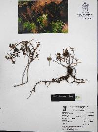 Sedum griseum image