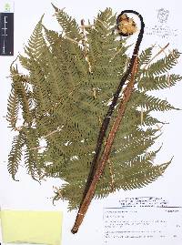 Alsophila firma image