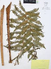 Alsophila firma image
