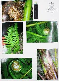 Alsophila firma image