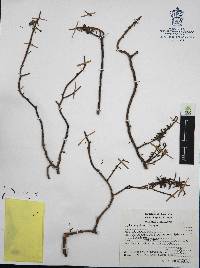 Sedum griseum image