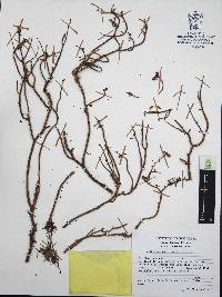 Sedum griseum image