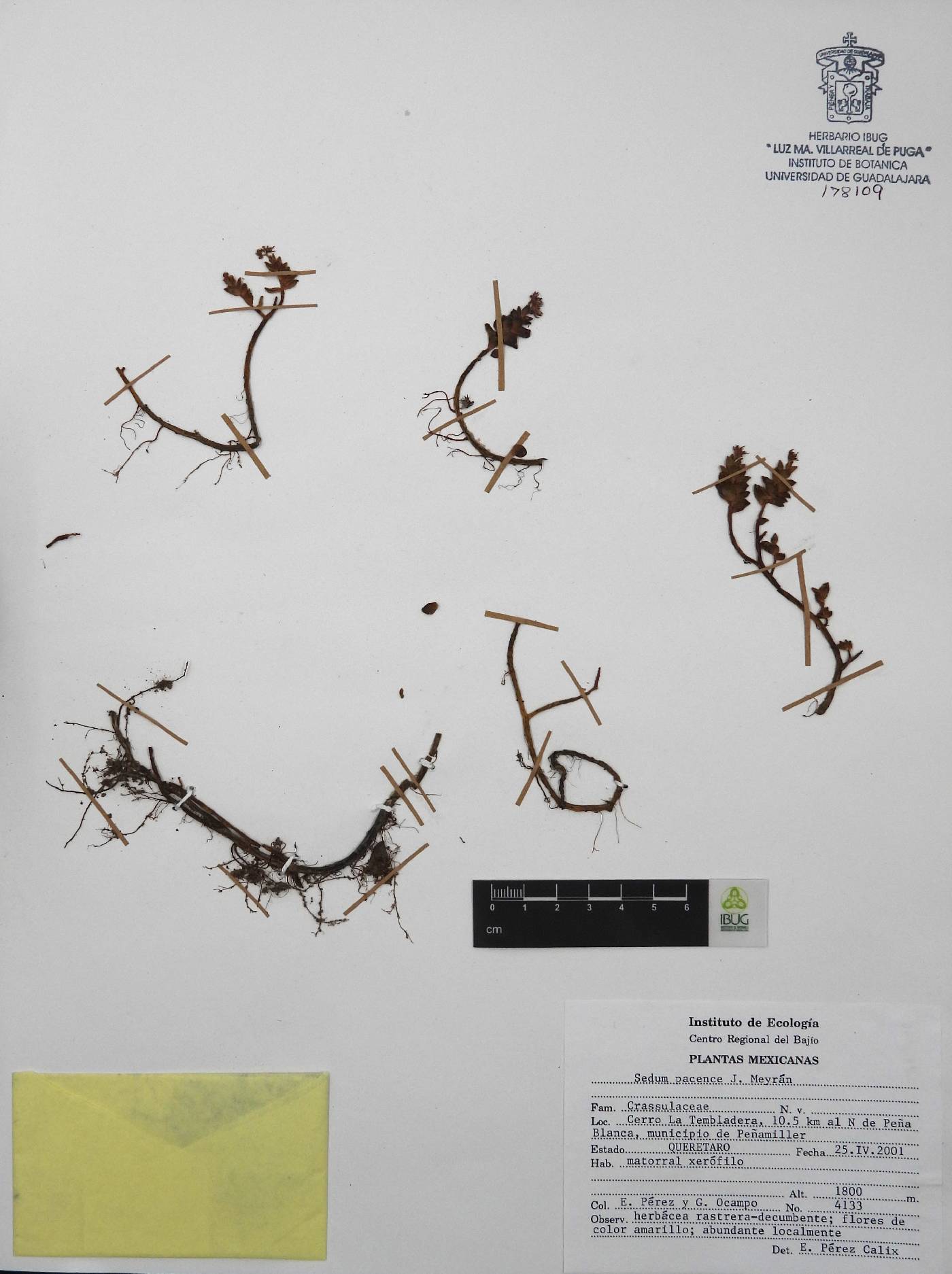 Sedum pacense image