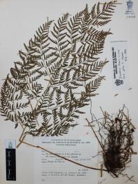 Dryopteris rossii image