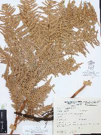 Pteridium aquilinum var. feei image