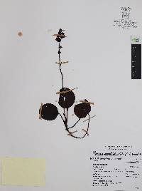 Pyrola angustifolia image