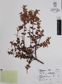 Vaccinium confertum image