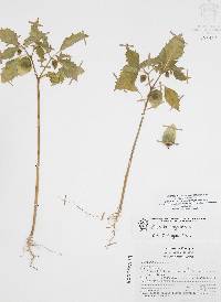 Physalis angulata image