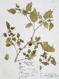 Physalis angulata image
