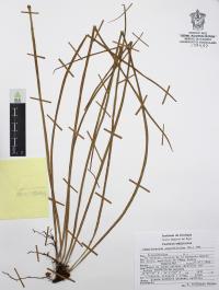 Campyloneurum angustifolium image