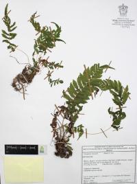 Dryopteris cinnamomea image