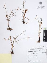 Nemastylis tenuis image