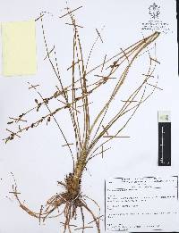 Nemastylis tenuis image