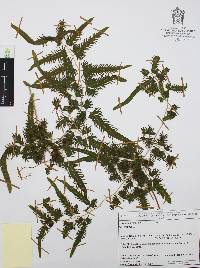 Lygodium venustum image
