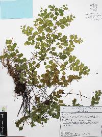 Adiantum andicola image