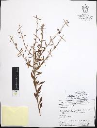 Krameria cuspidata image