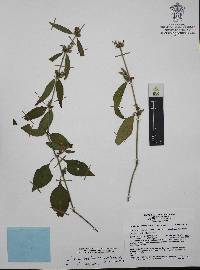 Justicia pacifica image