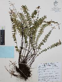Asplenium monanthes image