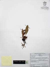 Pleopeltis polylepis image