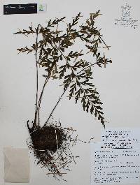 Asplenium aethiopicum image
