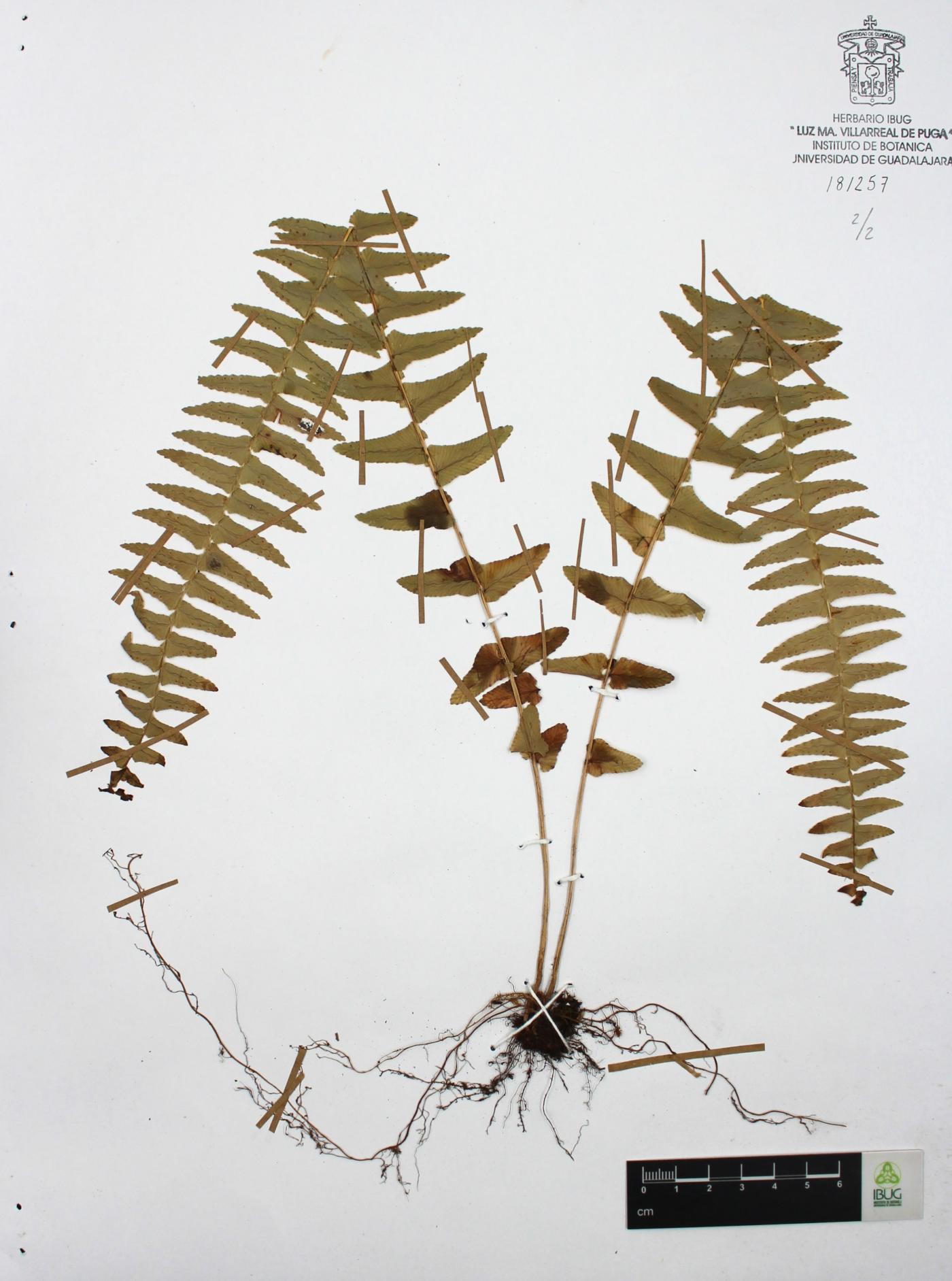 Nephrolepis pectinata image