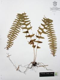 Nephrolepis pectinata image