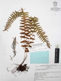 Nephrolepis pectinata image